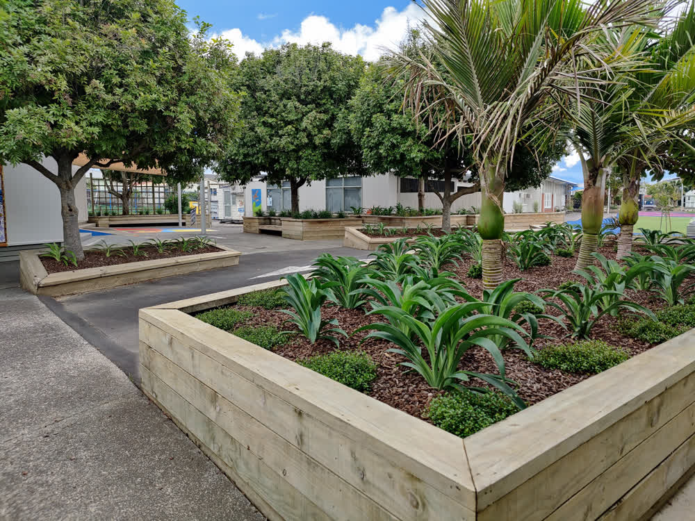 School planter boxes with Rengarenga lilies and Nikau palms